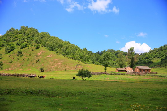 關(guān)山草原