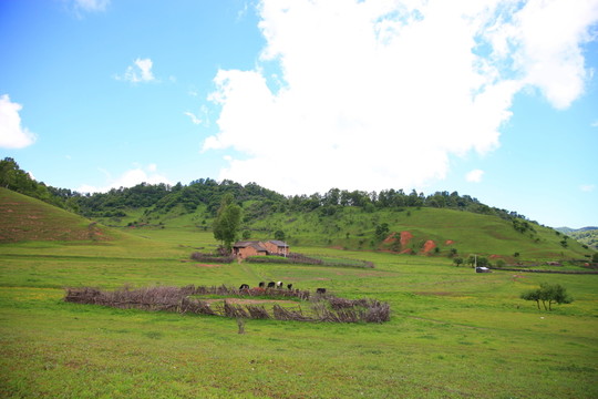 關(guān)山草原