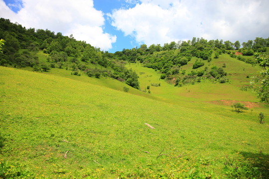 關(guān)山草原