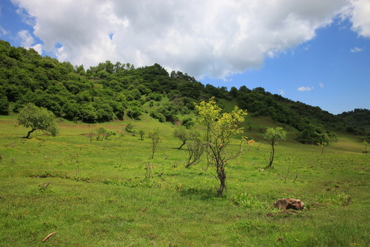 關(guān)山草原