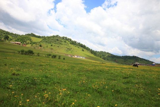 關(guān)山草原