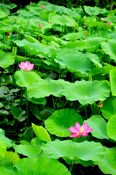 濟(jì)南風(fēng)光 園林 大明湖 荷花