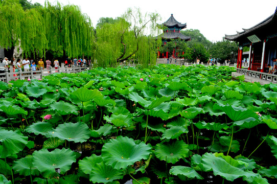 濟(jì)南風(fēng)光 園林 大明湖