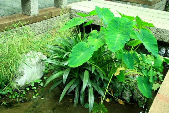 水草