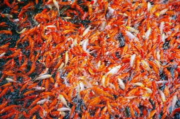 錦鯉