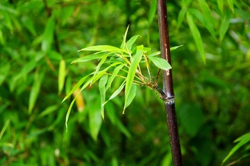 紫竹 竹子