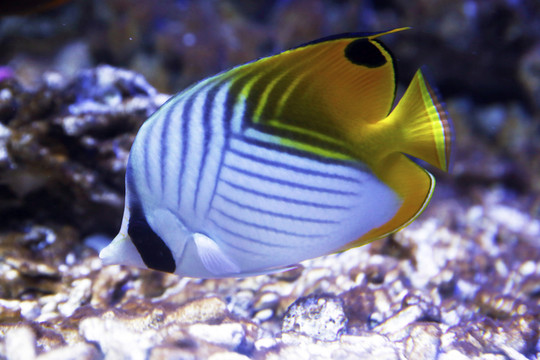觀賞魚