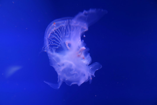 水母