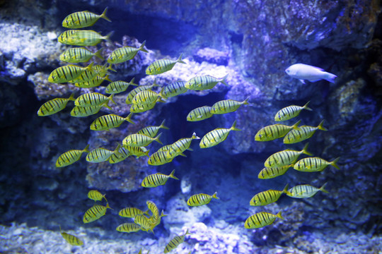 珊瑚魚