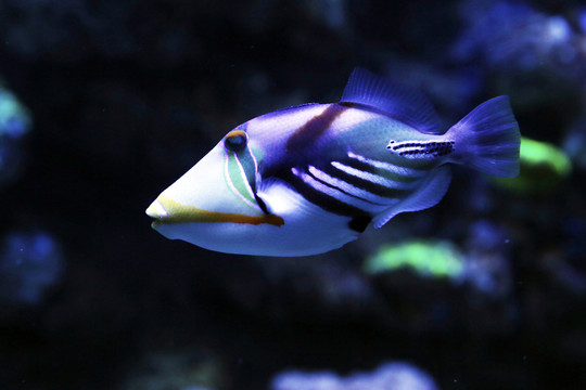 炮彈魚