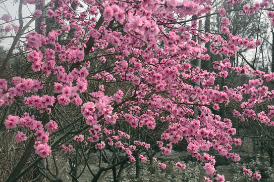 桃花