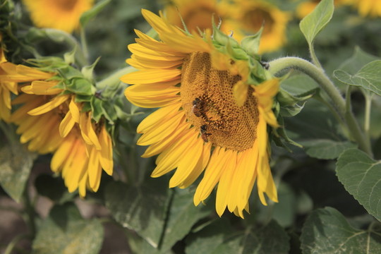 葵花頭