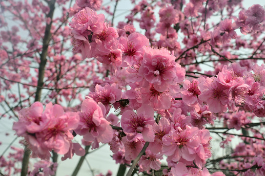 桃花