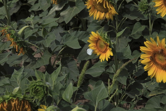 葵花地