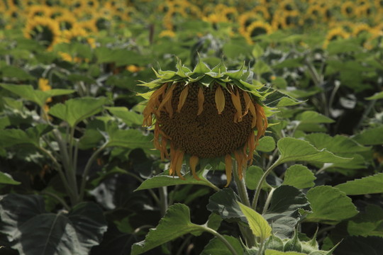 葵花