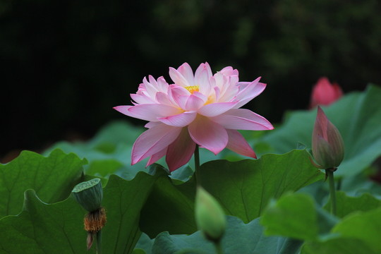 荷花