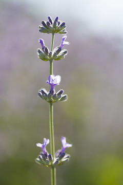 薰衣草 花卉 香料