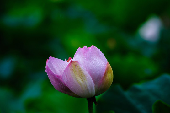 荷花