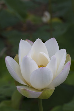 荷花 蓮花 睡蓮