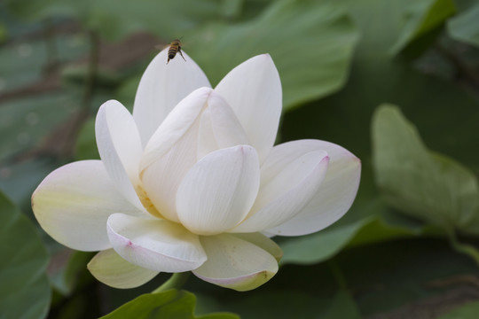 荷花 睡蓮 蓮花