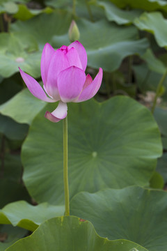 蓮花 荷花