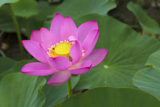 蓮花 荷花