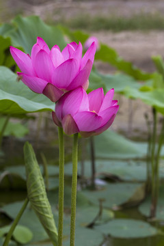 荷花 蓮花