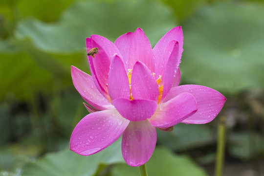 荷花 蓮花 特寫