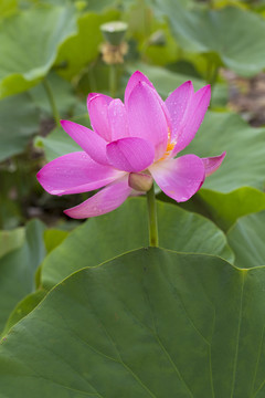 睡蓮 荷花 蓮花