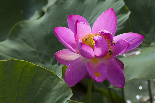荷花 蓮花 睡蓮