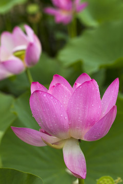 荷花 蓮花