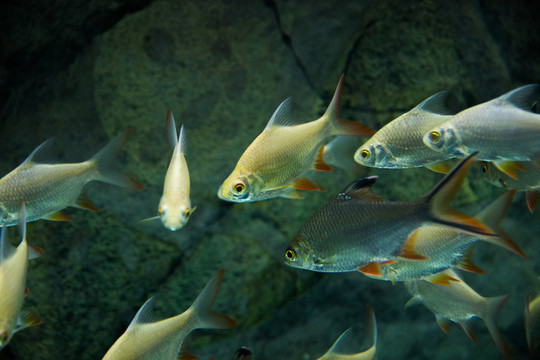 熱帶魚