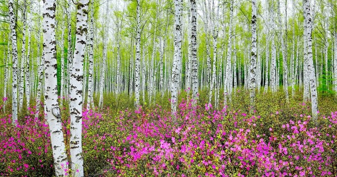 杜鵑花盛開的白樺林