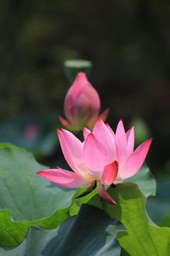 紅荷花