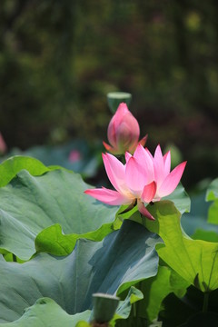蓮花