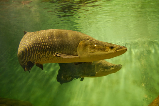 巨骨舌魚(yú)