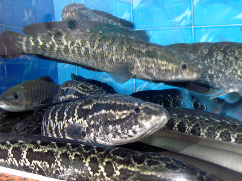 生魚(yú)