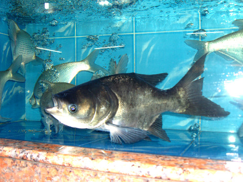 縮骨魚