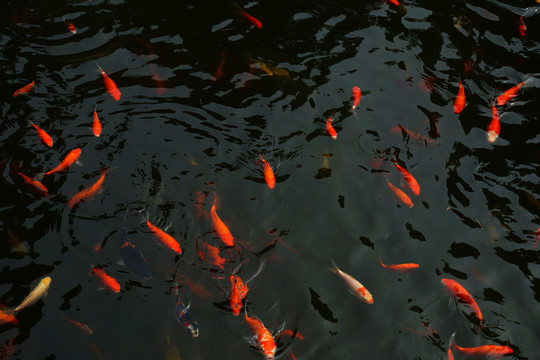 魚池