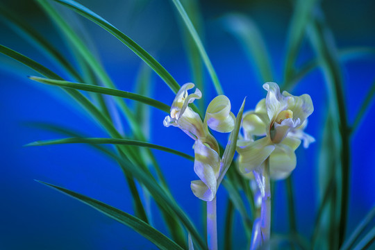 蘭花