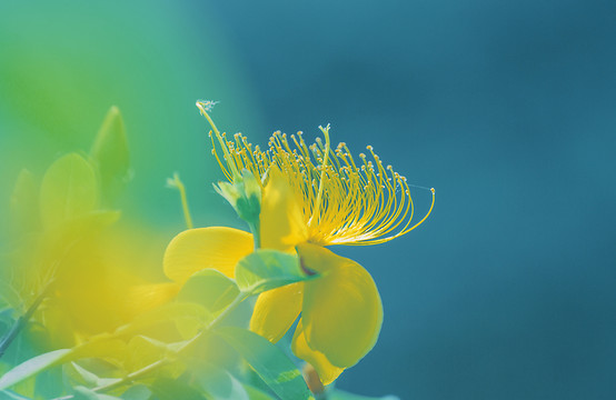 金絲桃花