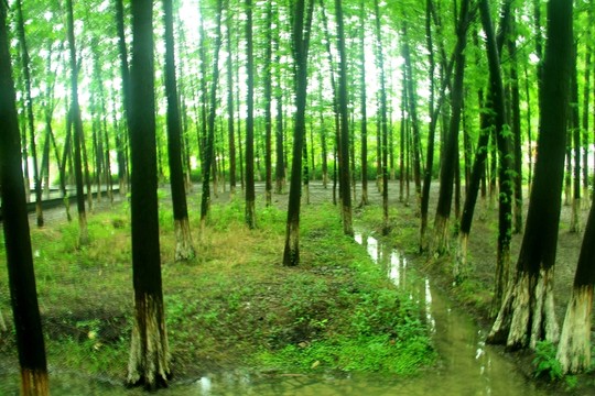 樹林 小溪水 林間 溪水