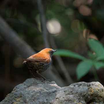 栗背短翅鶇鳥