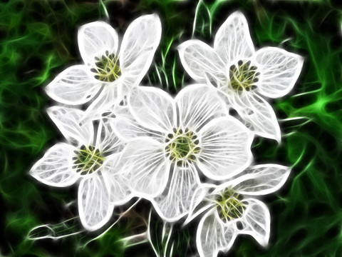 電腦畫 花之韻