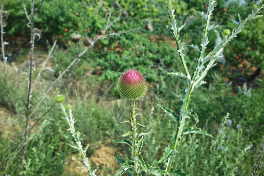 大薊花