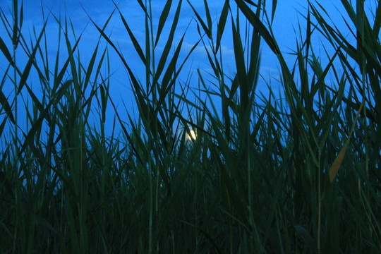 月亮  蘆葦  夜景