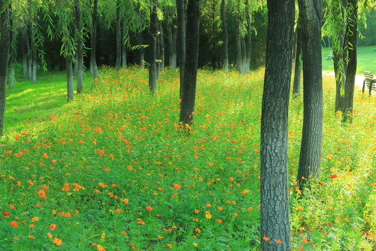 野花 樹林