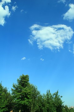 樹(shù)林   藍(lán)天 白云