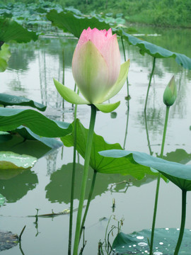 荷花