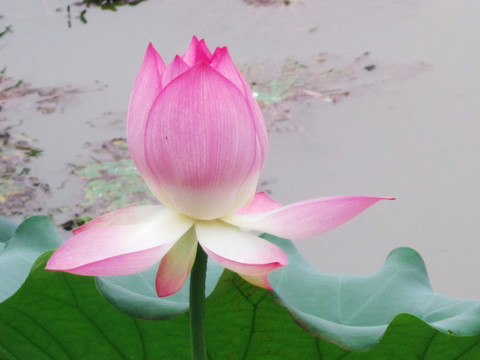 荷花